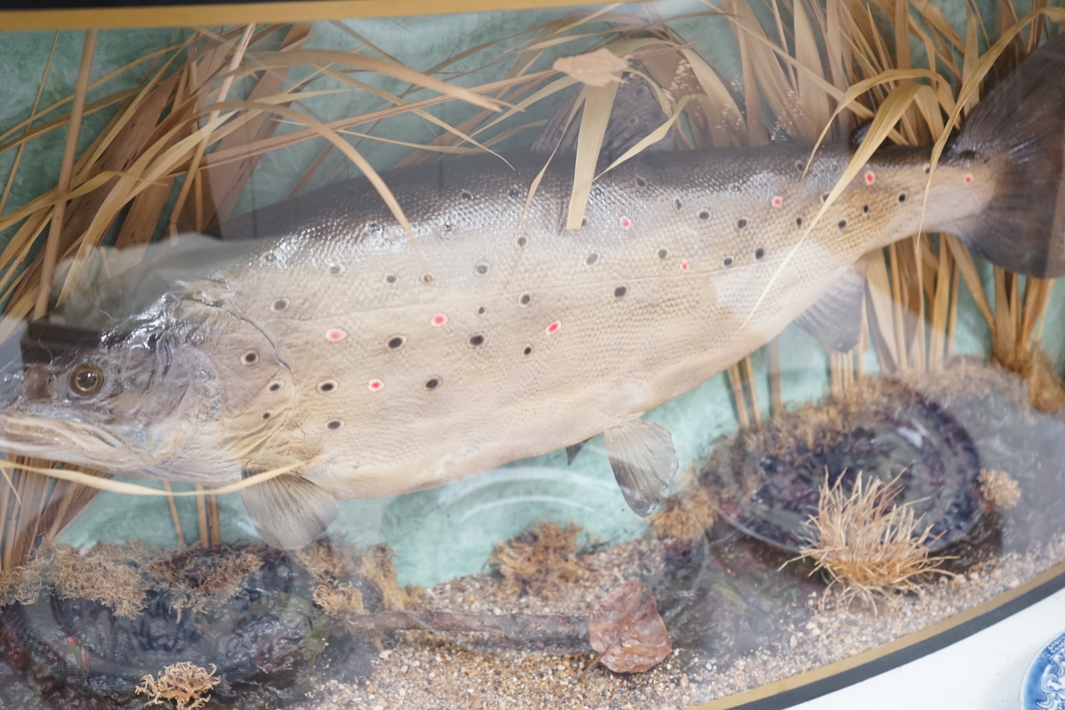 A bowfronted cased taxidermy trout, 81cm x 38cm. Condition - good